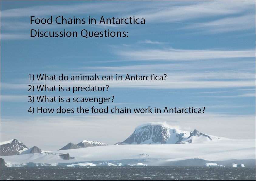 What Do Animals Eat In Antarctica? Studyladder Interactive Learning Games