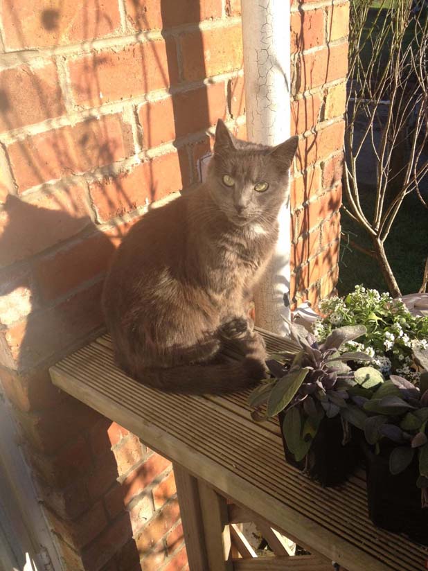 Twenty ways to keep cats off your garden Stuff.co.nz