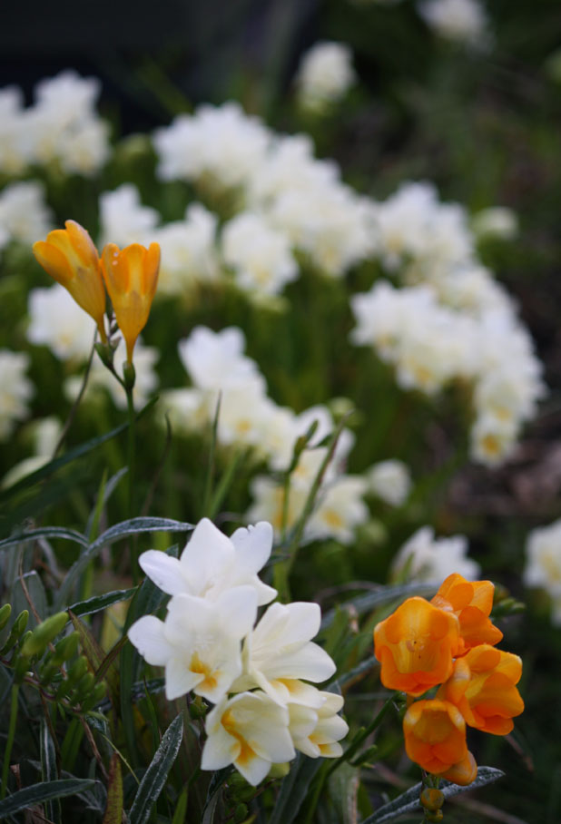 Photos Spring flowers in bloom Stuff.co.nz