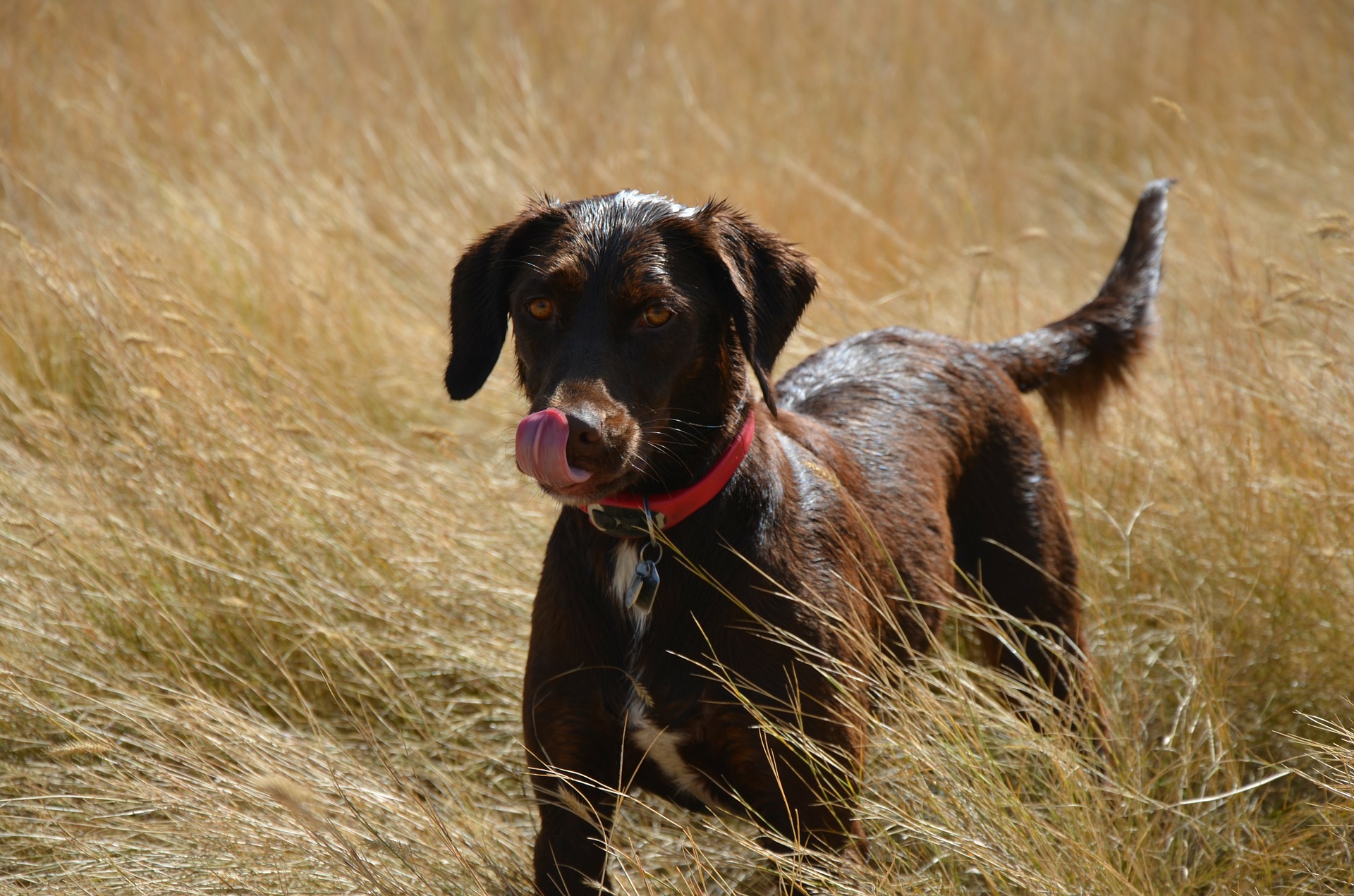 Urlaub mit Hund in Südtirol, hundefreundliche Unterkünfte