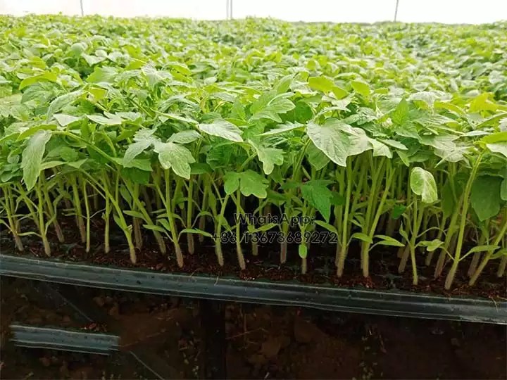 200tray/h Nursery Seeding Equipment Sold To Saudi Arabia