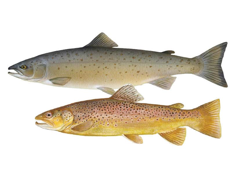 Trout vs Salmon What's The Difference? Daring Kitchen
