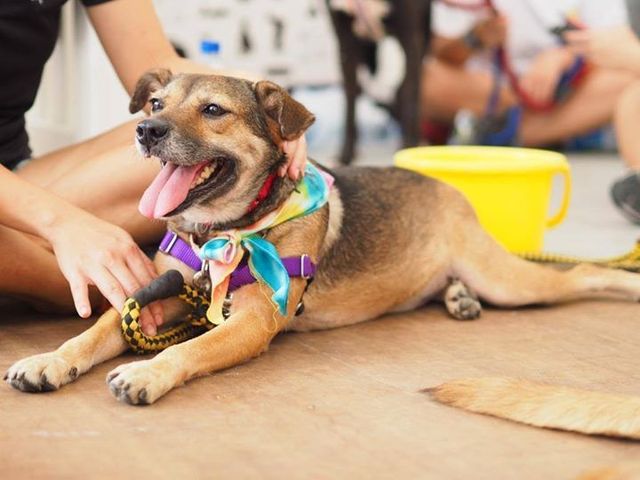 Pet adoption in Singapore Guide to animal shelters and how to adopt a