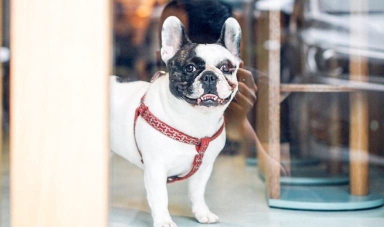 Dogfriendly restaurants, cafes and spaces Where to hang out with your