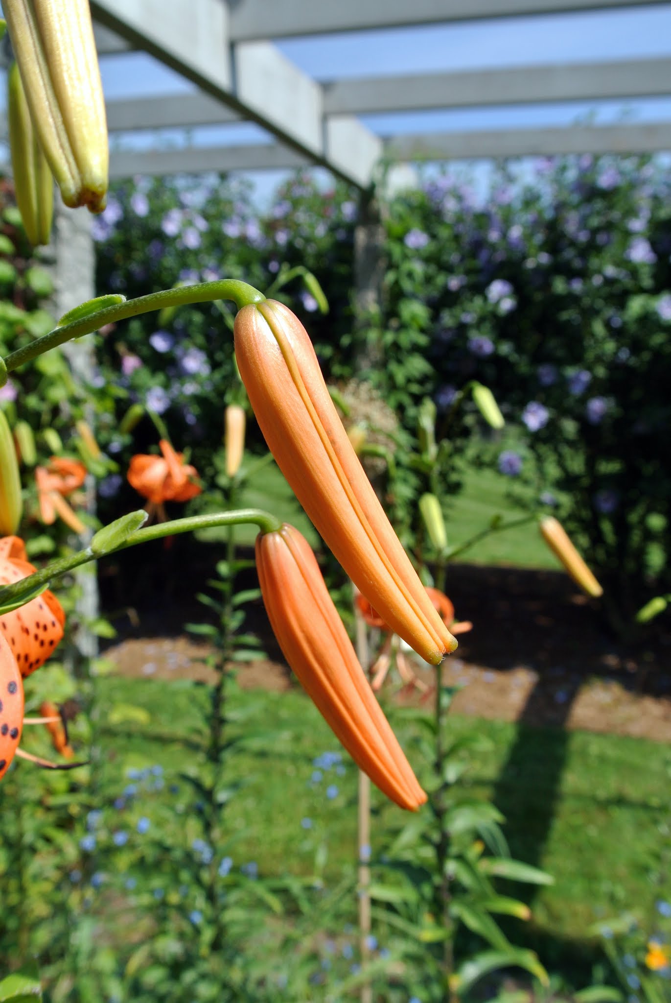 Blooming Tiger Lilies The Martha Stewart Blog