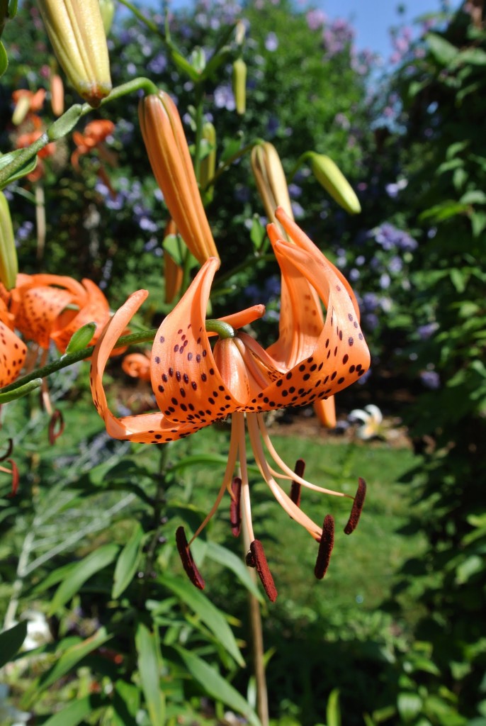 Blooming Tiger Lilies The Martha Stewart Blog