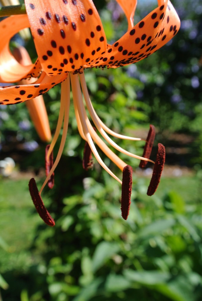Blooming Tiger Lilies The Martha Stewart Blog