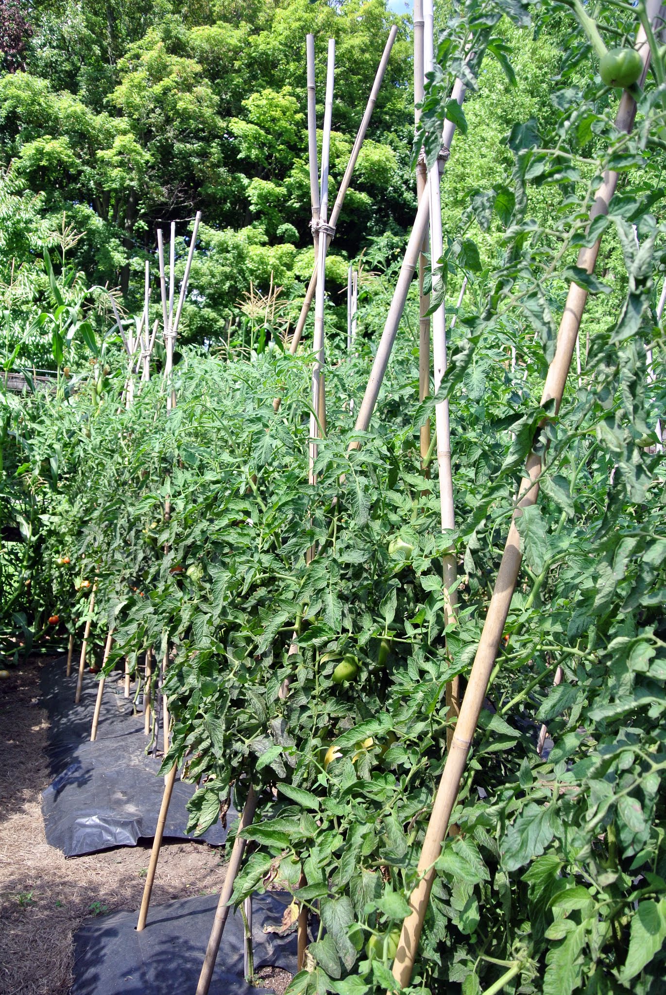 Growing Tomatoes at My Farm The Martha Stewart Blog