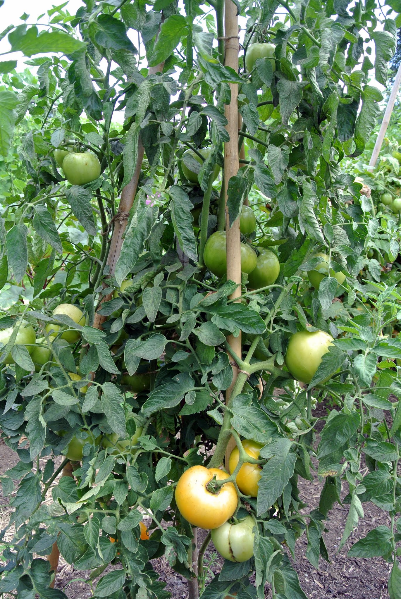 Growing Tomatoes at My Farm The Martha Stewart Blog