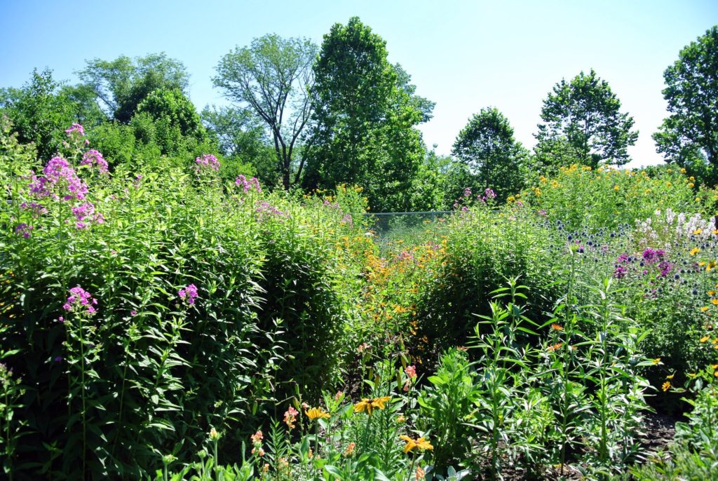Early September Blooms at the Farm The Martha Stewart Blog