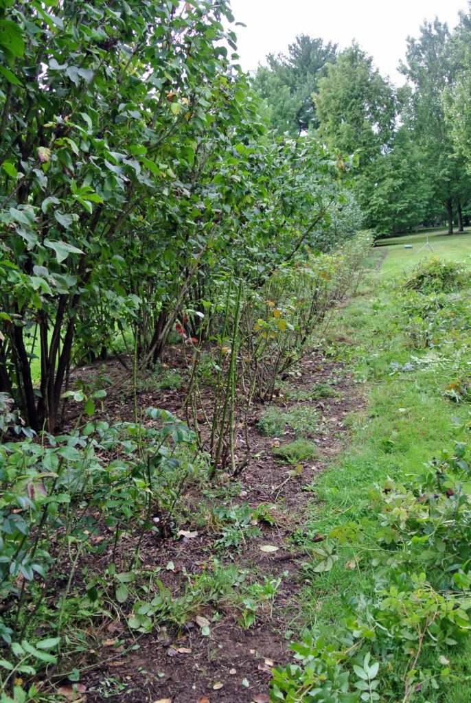 Pruning Roses at the Farm The Martha Stewart Blog