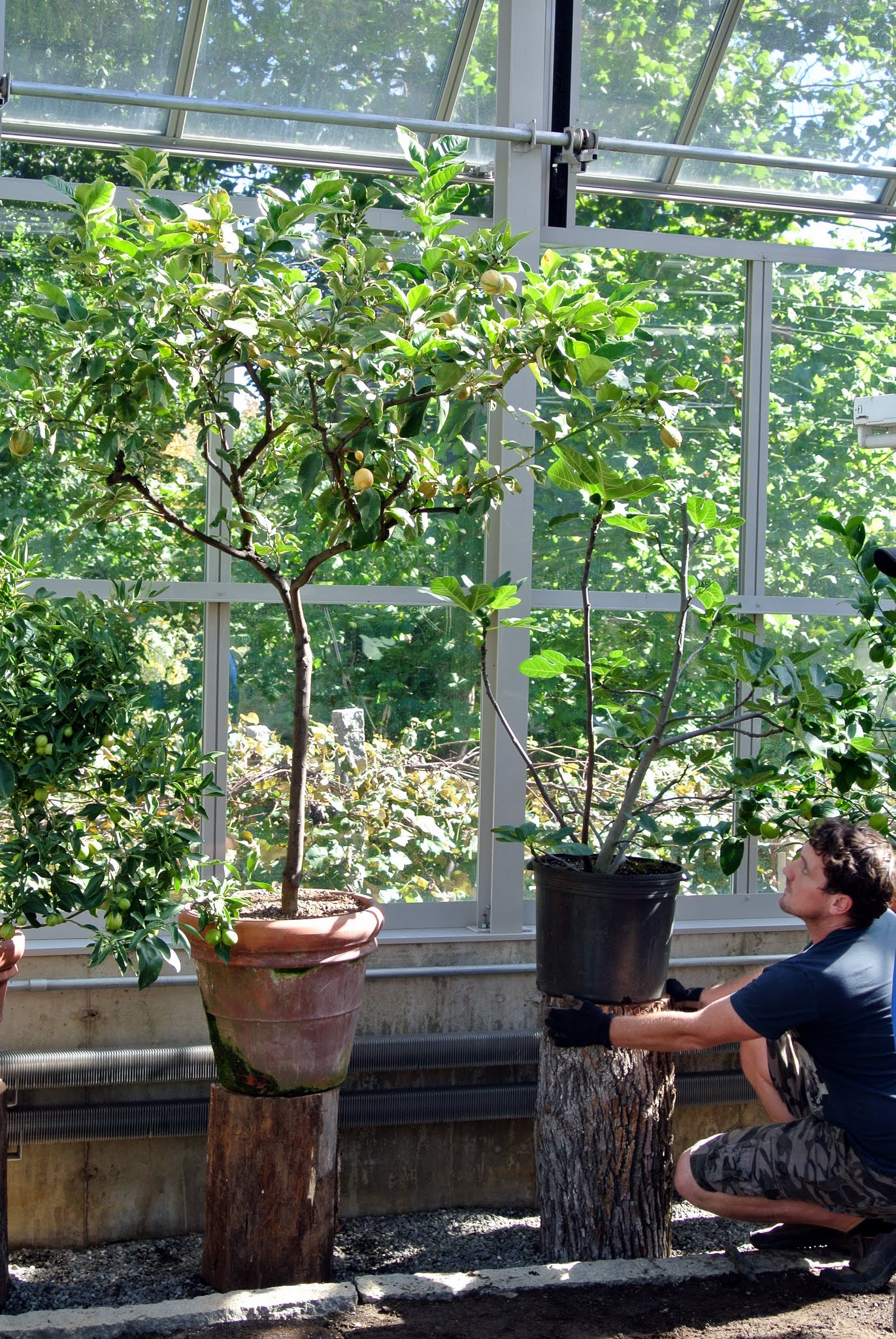 Making Better Use of My Vegetable Greenhouse The Martha Stewart Blog