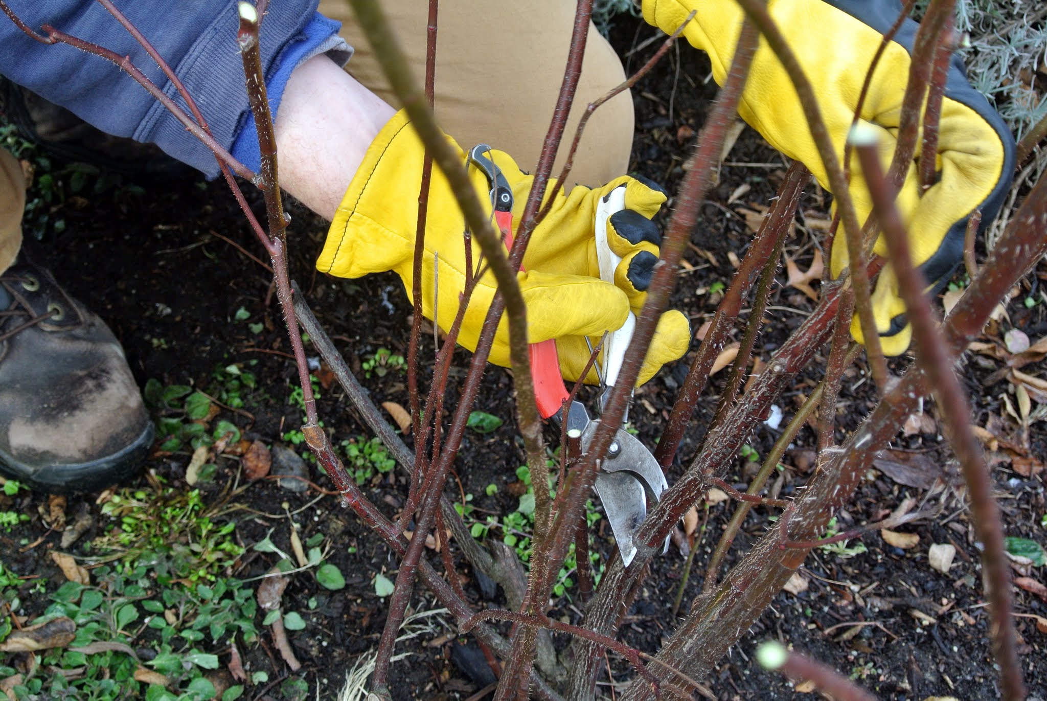 Pruning and Tying the Roses in My Garden The Martha Stewart Blog