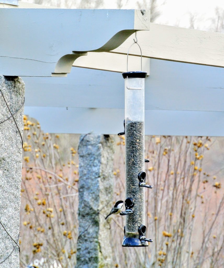 Feeding Wild Birds in Winter The Martha Stewart Blog