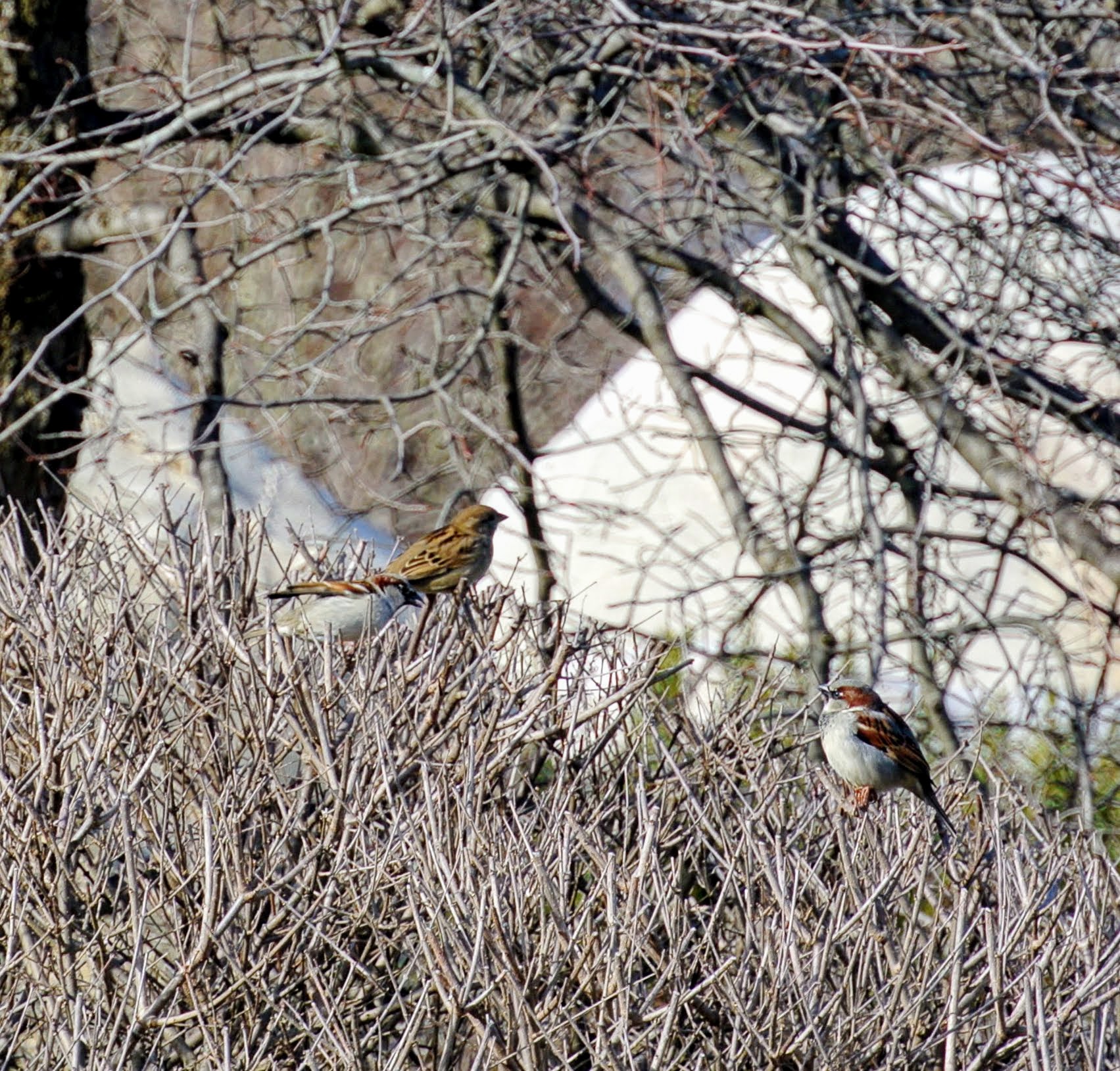 Feeding Wild Birds in Winter The Martha Stewart Blog