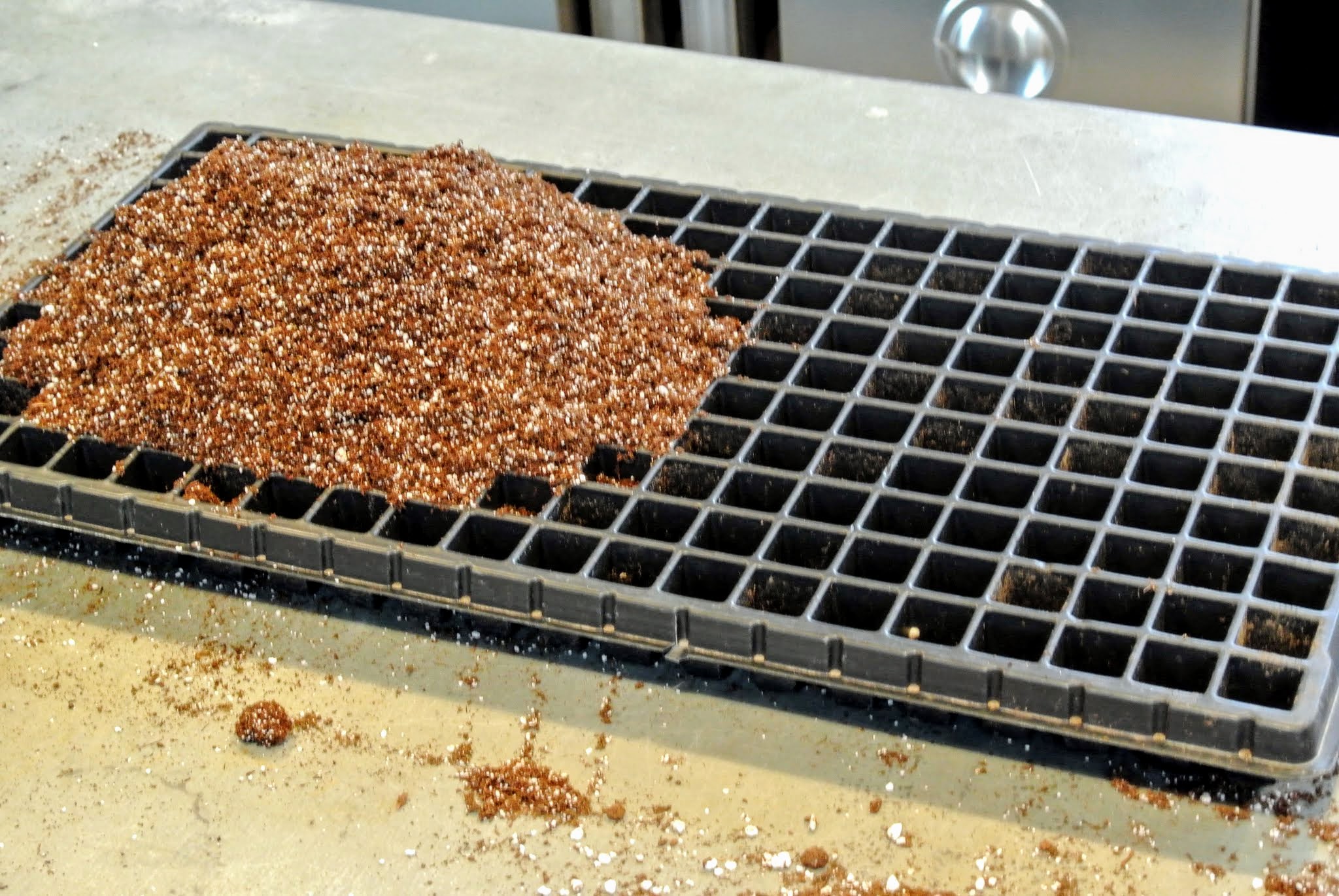 Starting Onions from Seed in My Greenhouse The Martha Stewart Blog