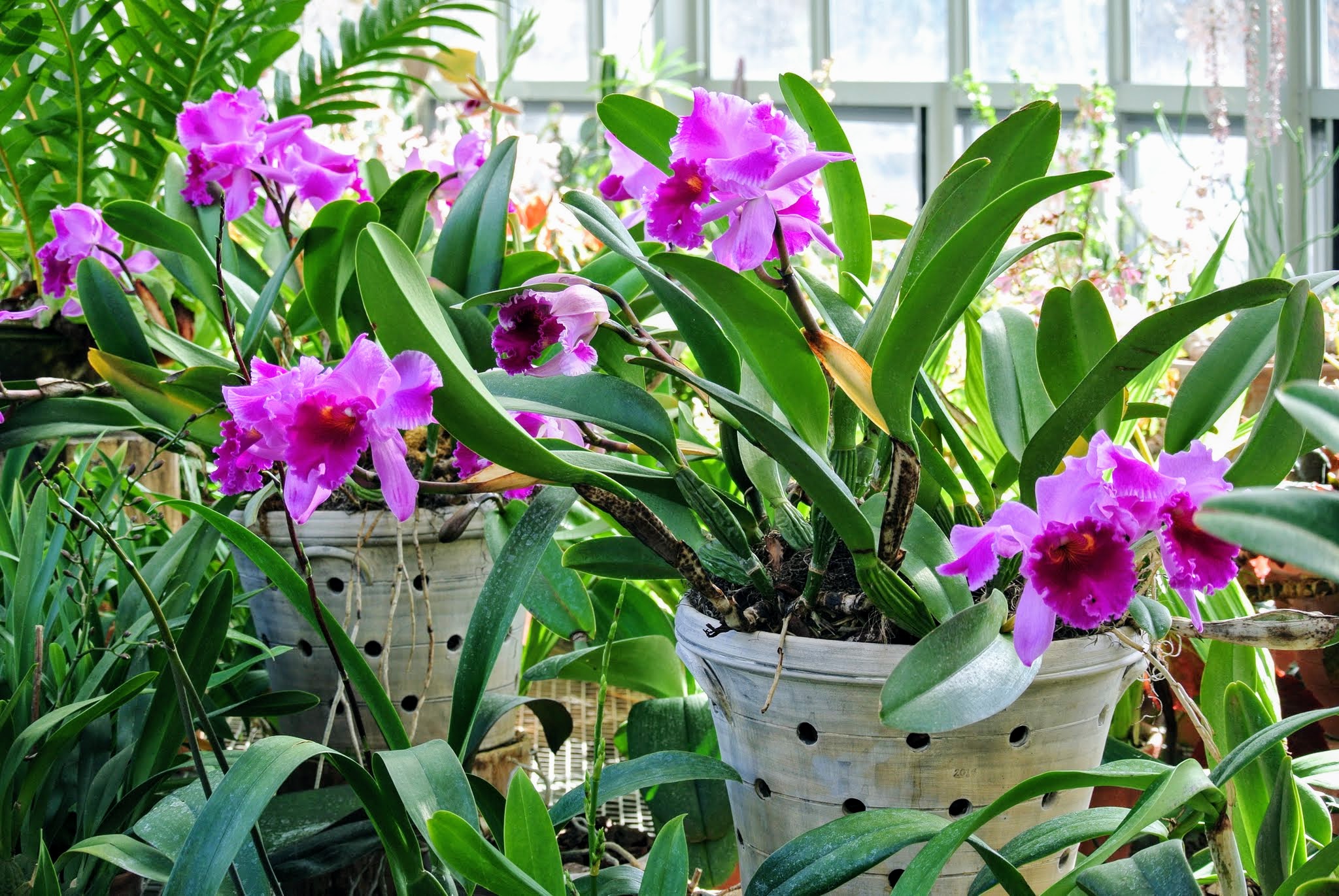 My Blooming Orchids The Martha Stewart Blog