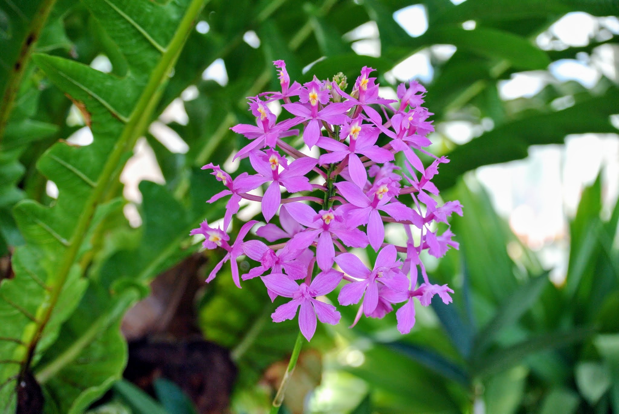 My Blooming Orchids The Martha Stewart Blog