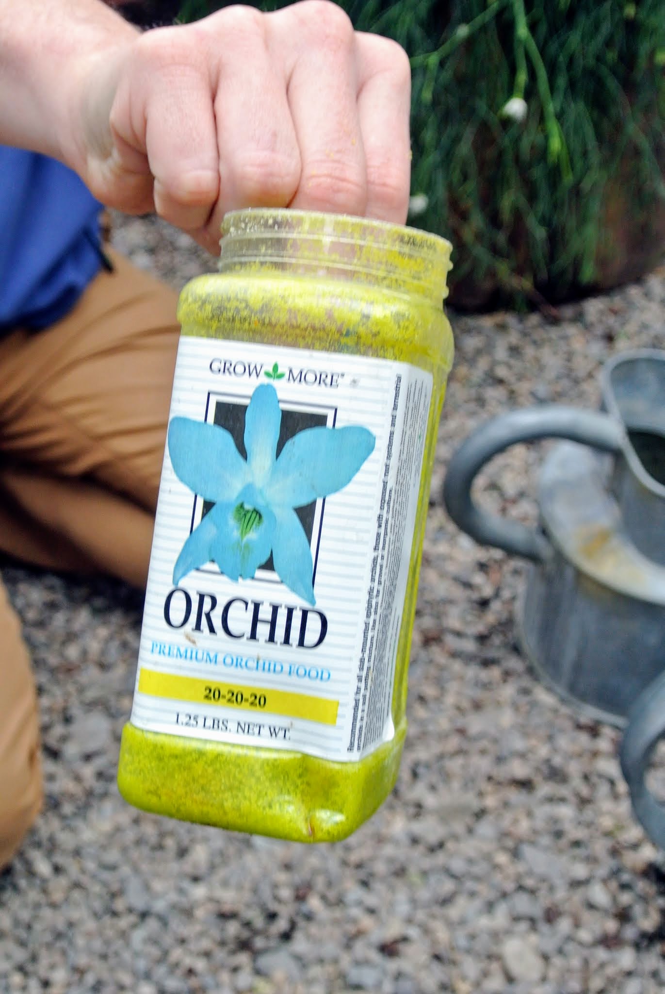 My Blooming Orchids The Martha Stewart Blog