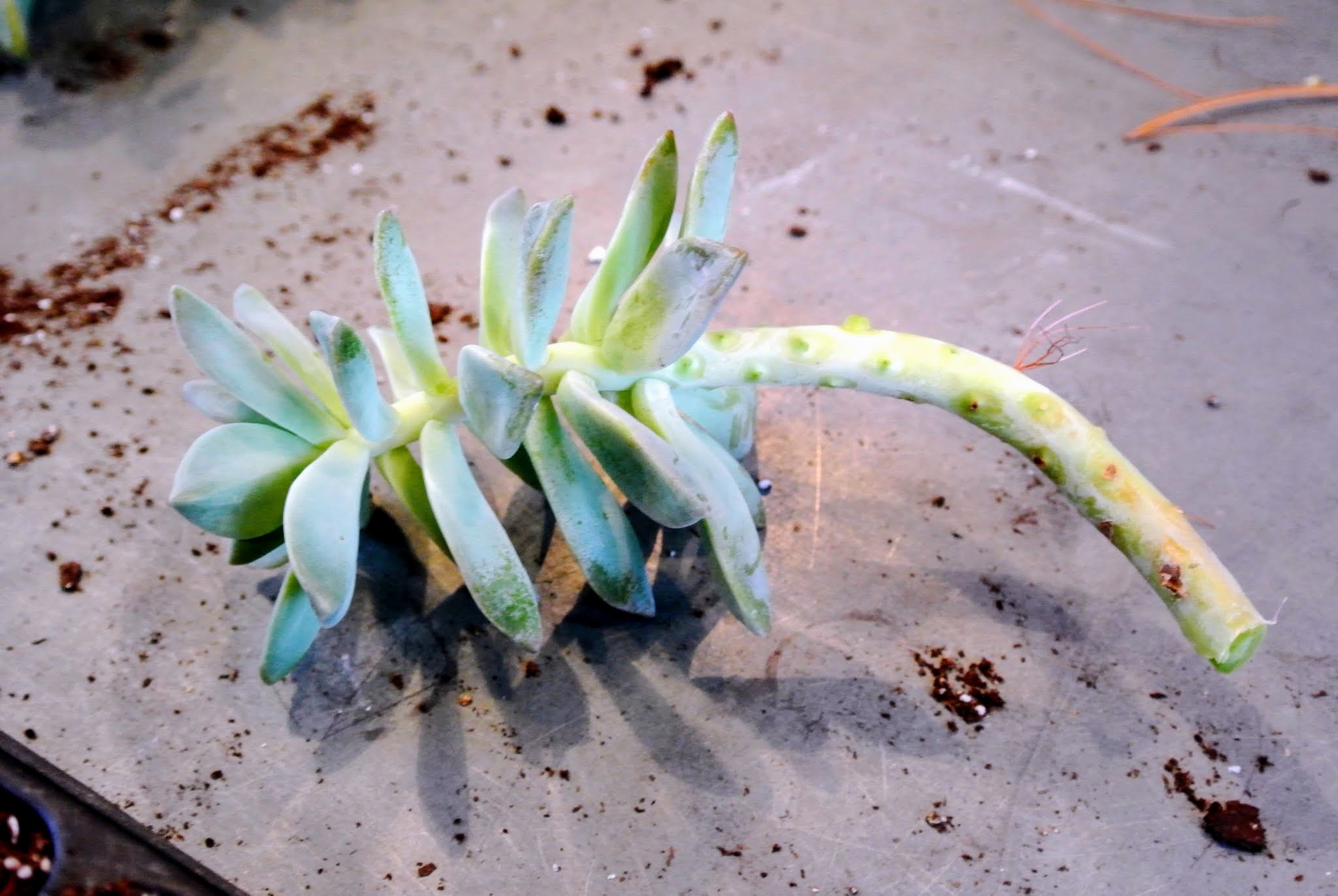 Repotting Succulents in My Greenhouse The Martha Stewart