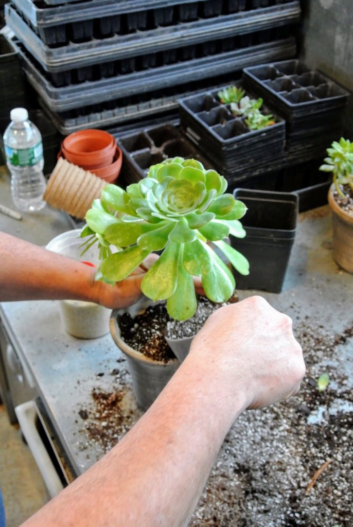 Repotting Succulents in My Greenhouse The Martha Stewart