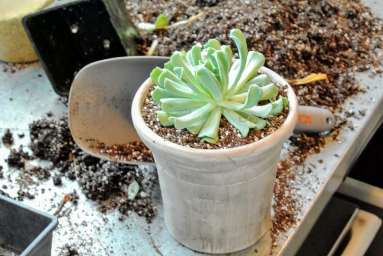 Repotting Succulents in My Greenhouse The Martha Stewart