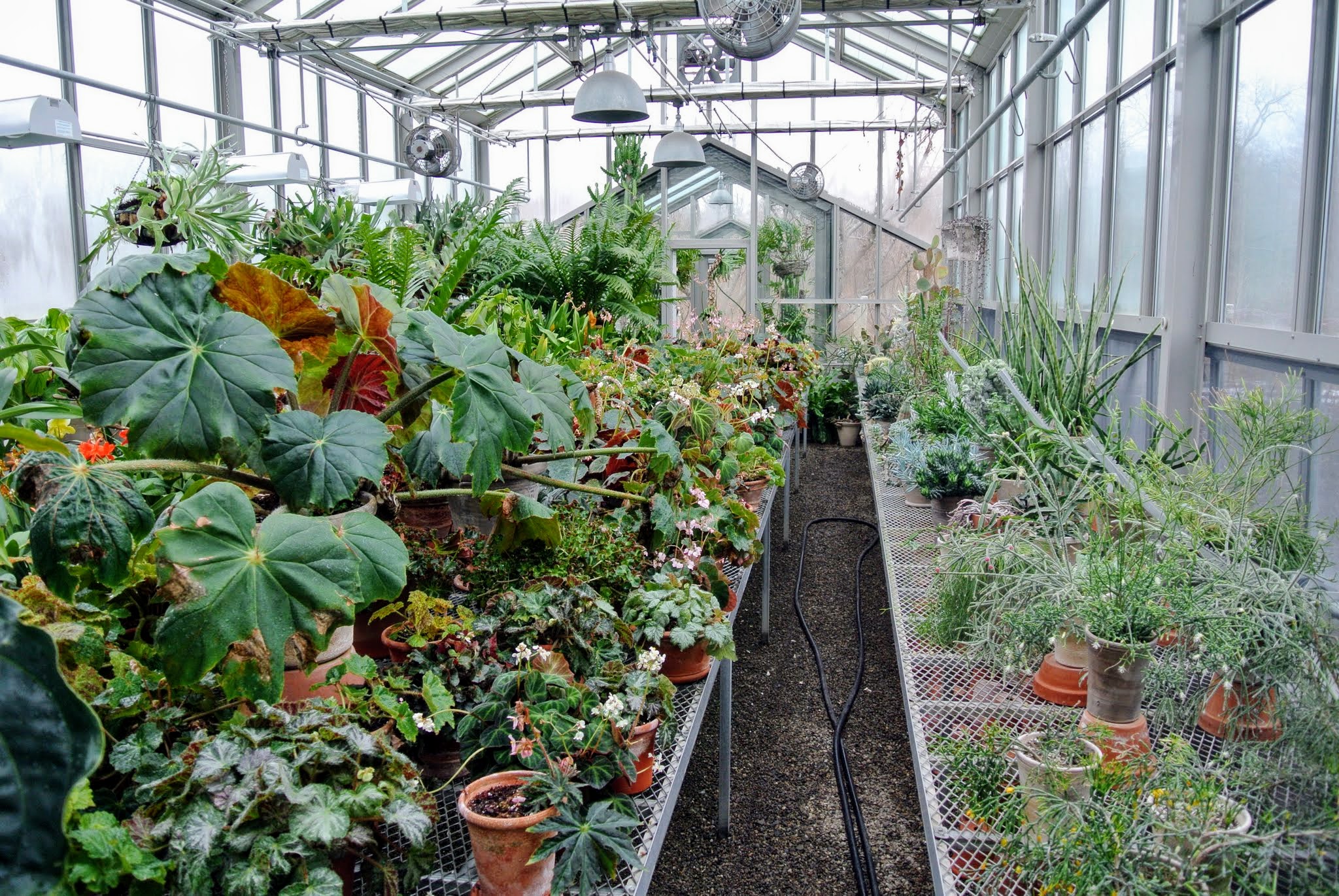 Repotting Succulents in My Greenhouse The Martha Stewart Blog