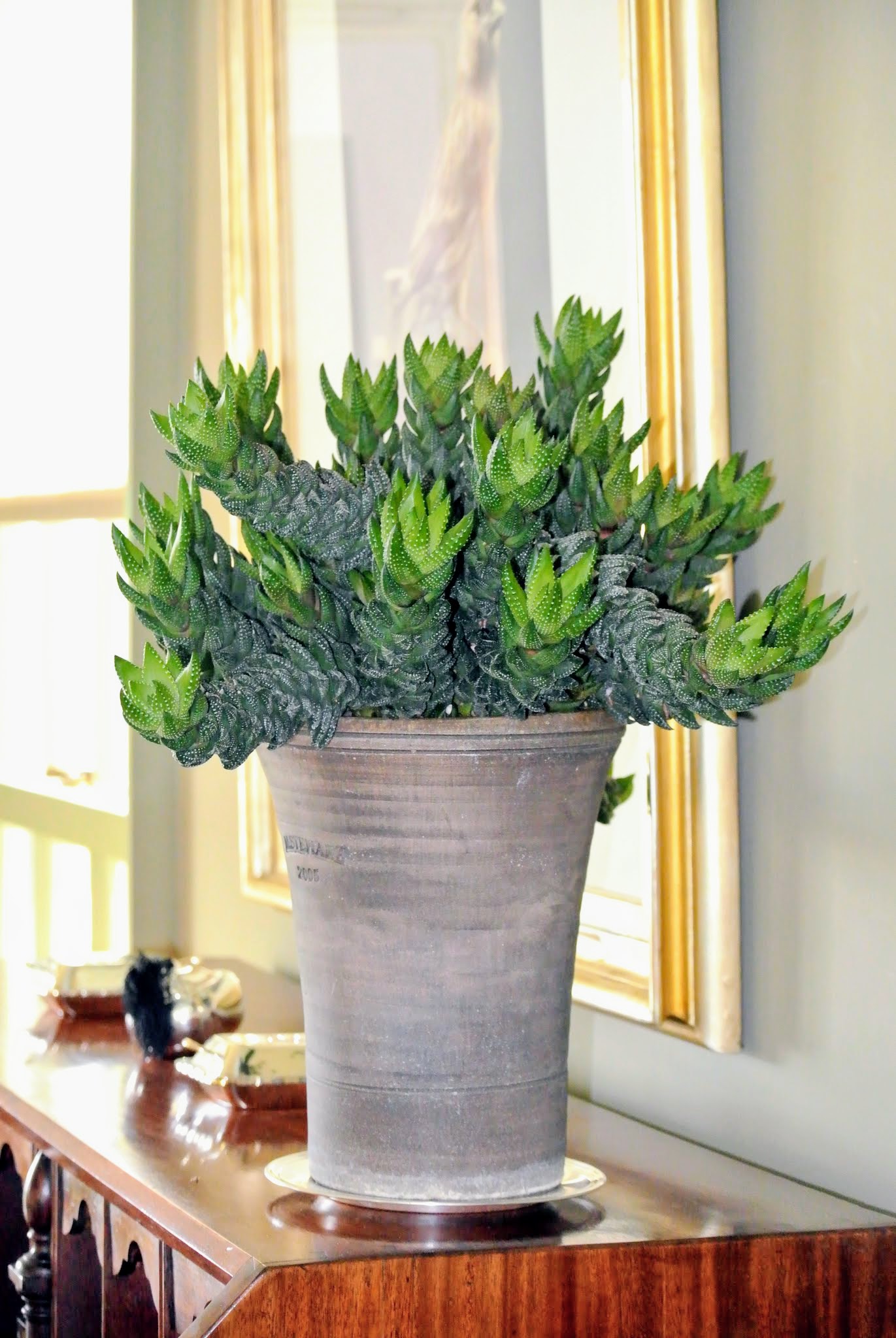 Decorating with Houseplants The Martha Stewart Blog