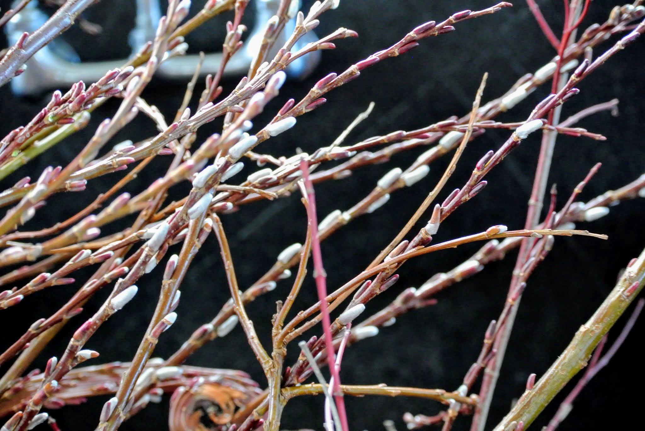 Gathering Pussy Willows The Martha Stewart Blog