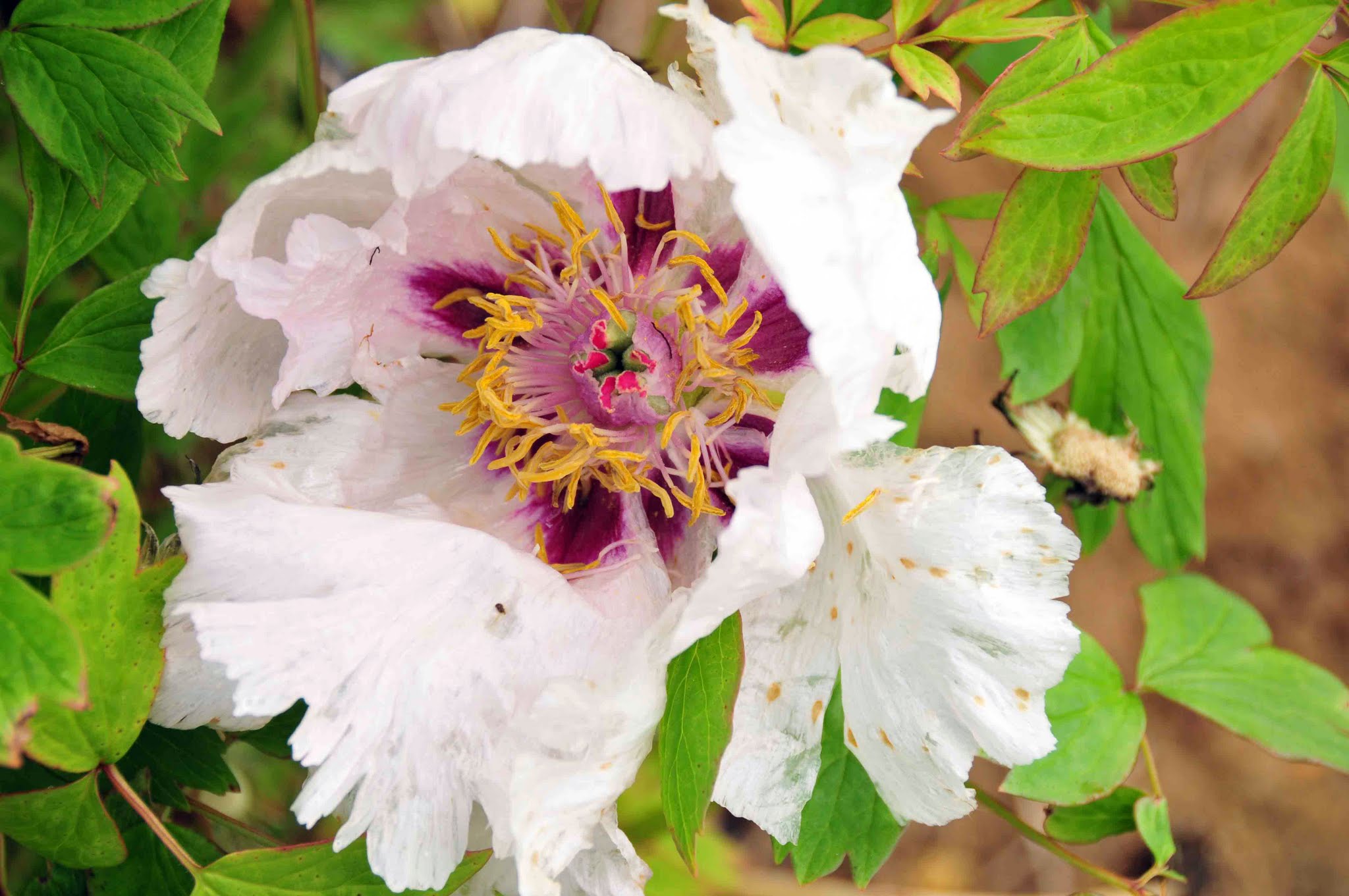 cricket hill garden reviews Great Solution Online Journal Navigateur