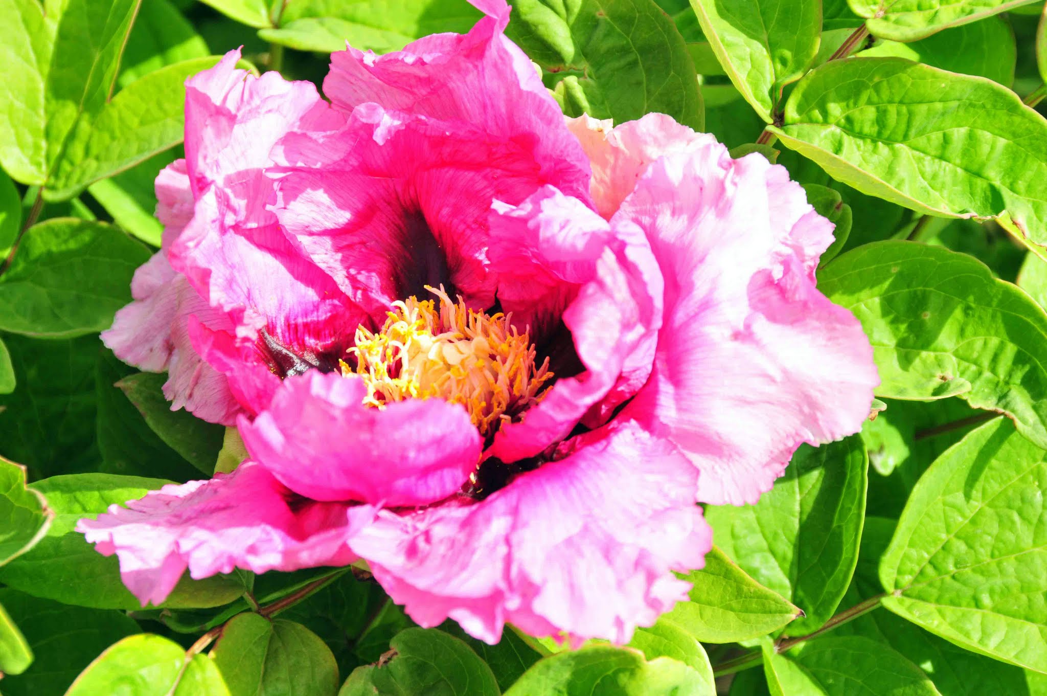 cricket hill garden reviews Great Solution Online Journal Navigateur