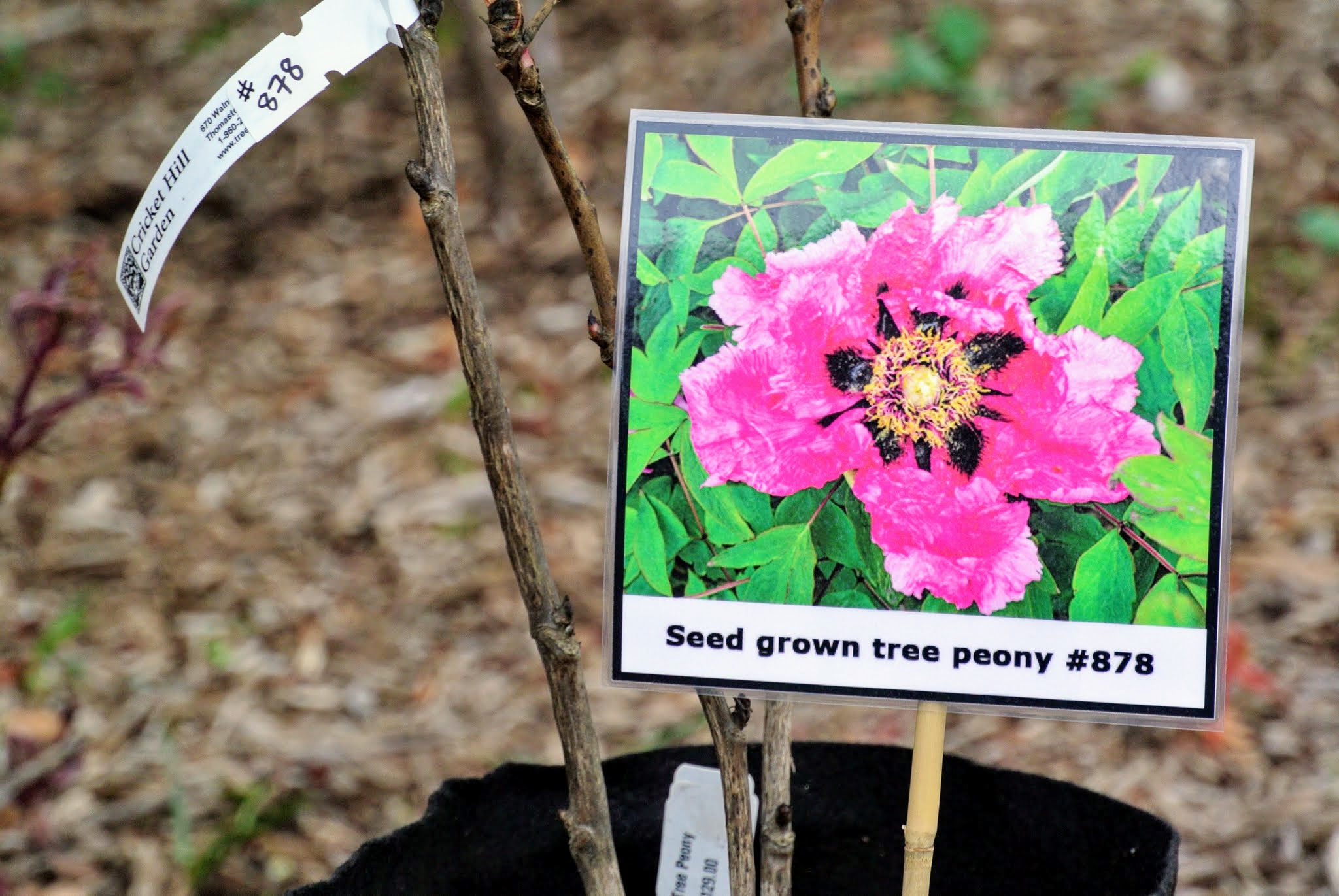 Planting Tree Peonies from Cricket Hill Garden The Martha Stewart Blog