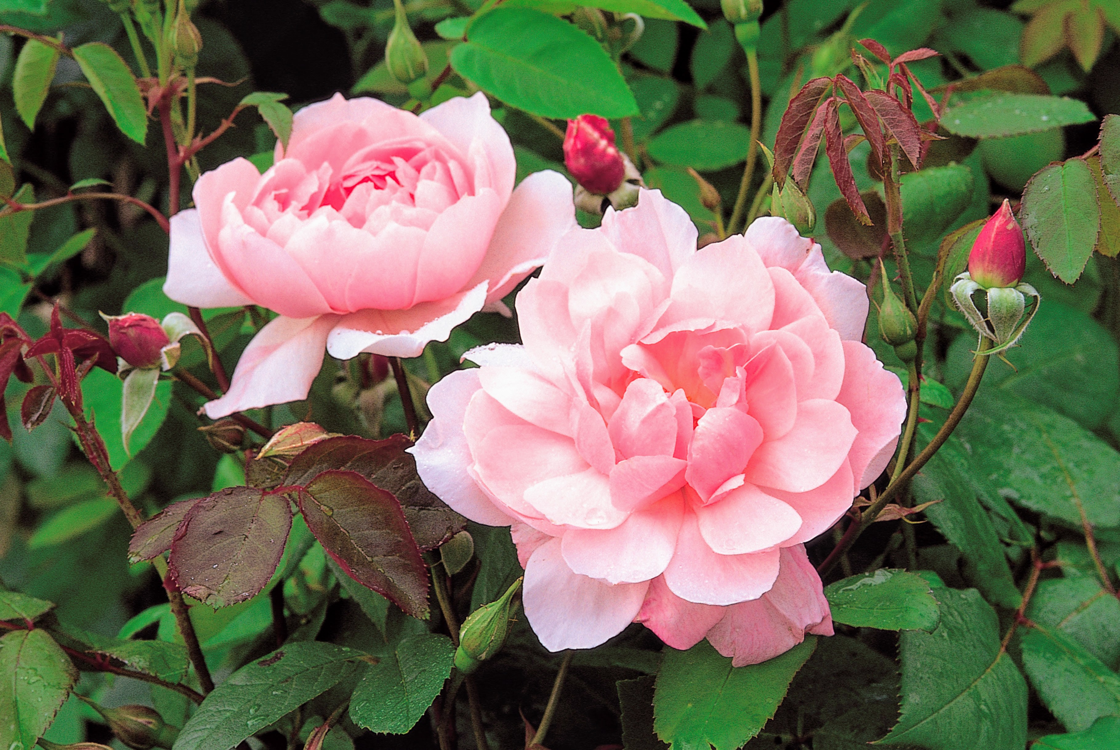 Planting David Austin Roses at My Farm The Martha Stewart Blog