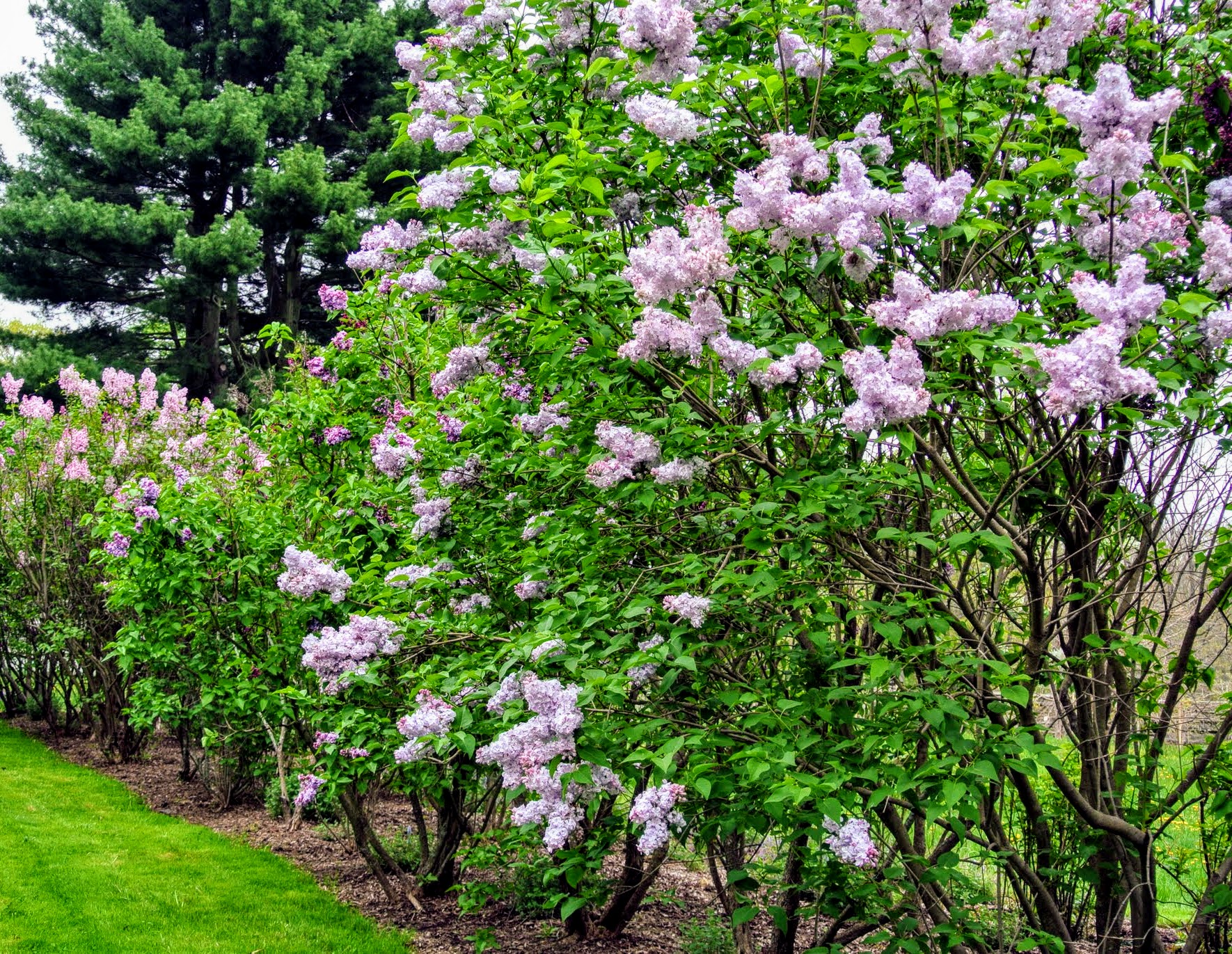 My Blooming Lilacs The Martha Stewart Blog