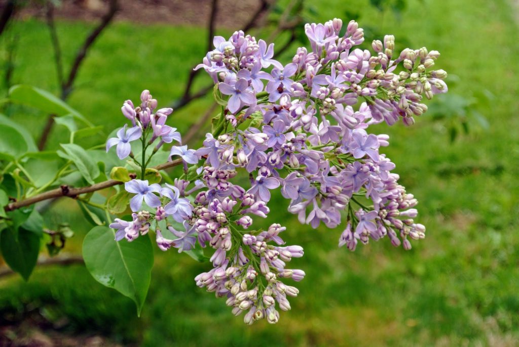 My Blooming Lilacs The Martha Stewart Blog