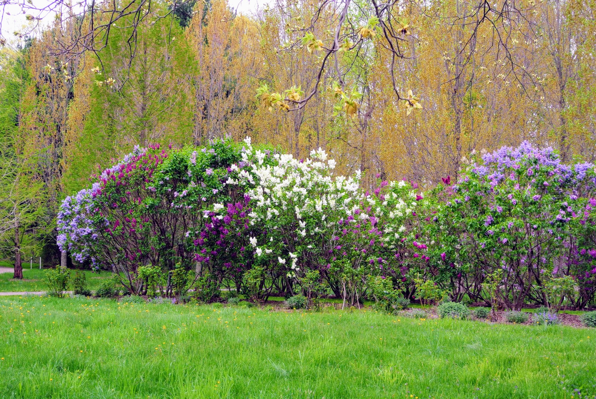 My Blooming Lilacs The Martha Stewart Blog