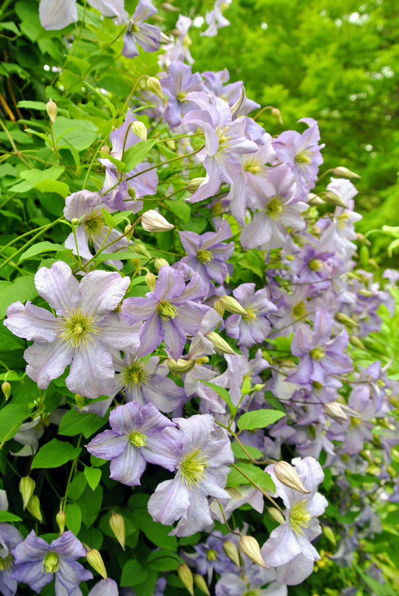 Blooming Clematis at My Farm The Martha Stewart Blog