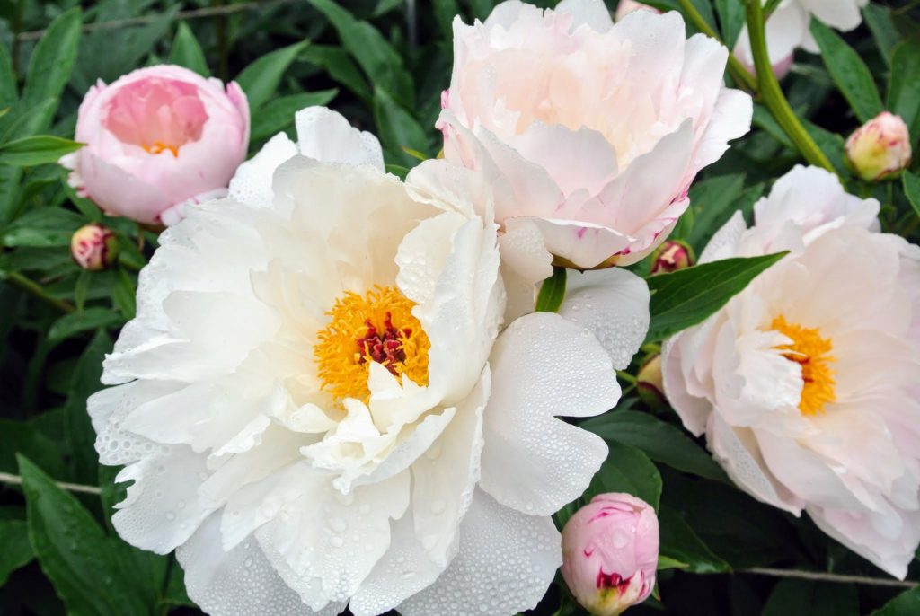 My Herbaceous Peony Garden The Martha Stewart Blog