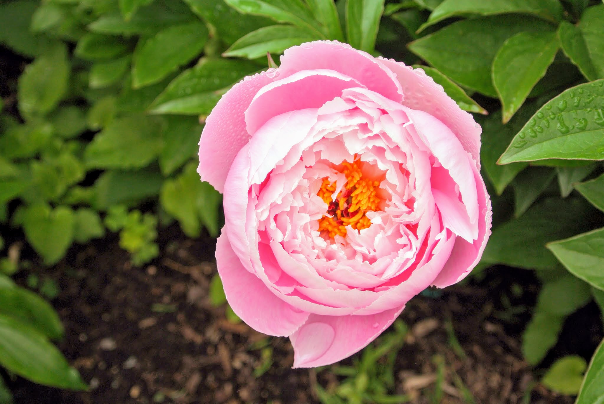 My Herbaceous Peony Garden The Martha Stewart Blog