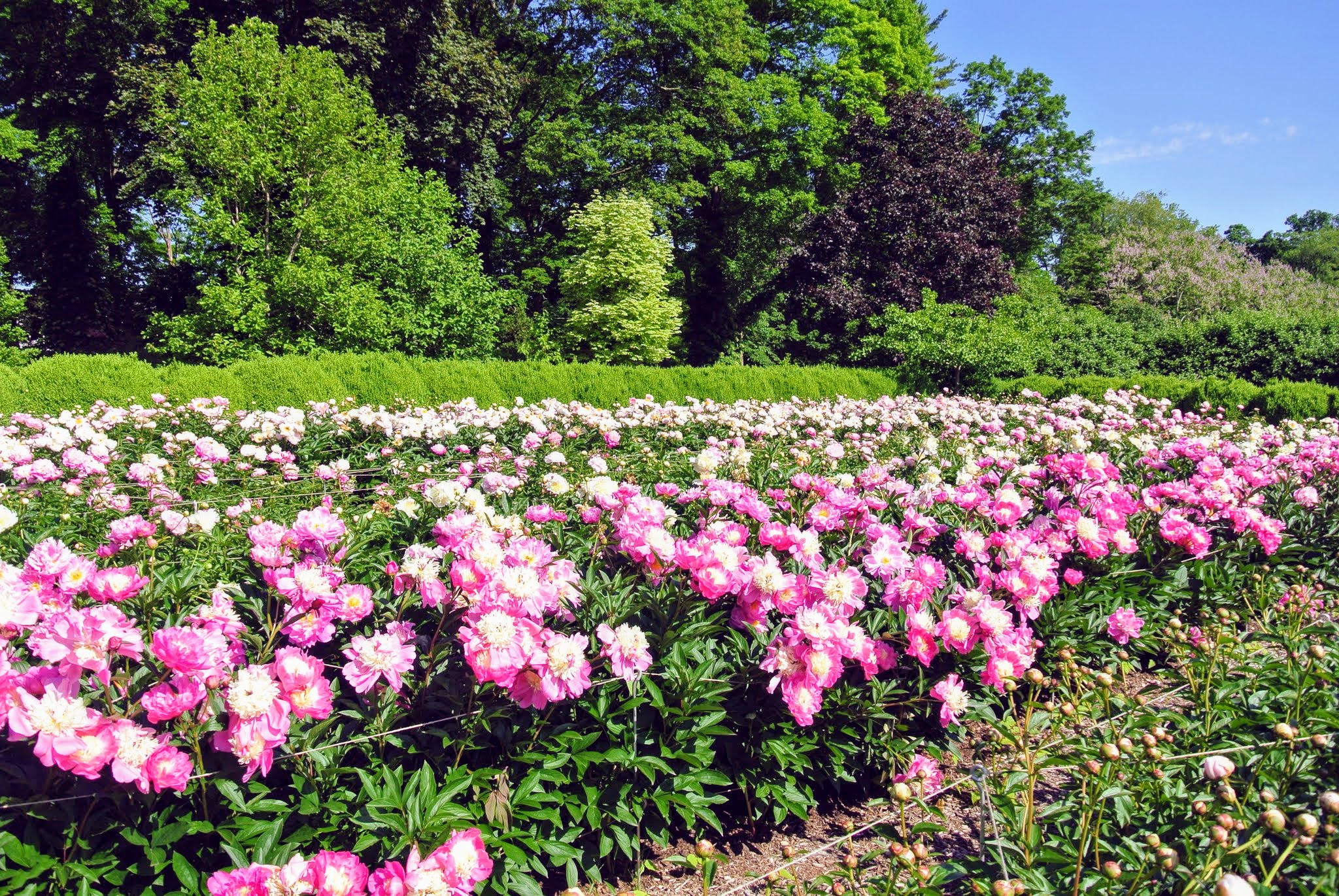 My Herbaceous Peony Garden The Martha Stewart Blog