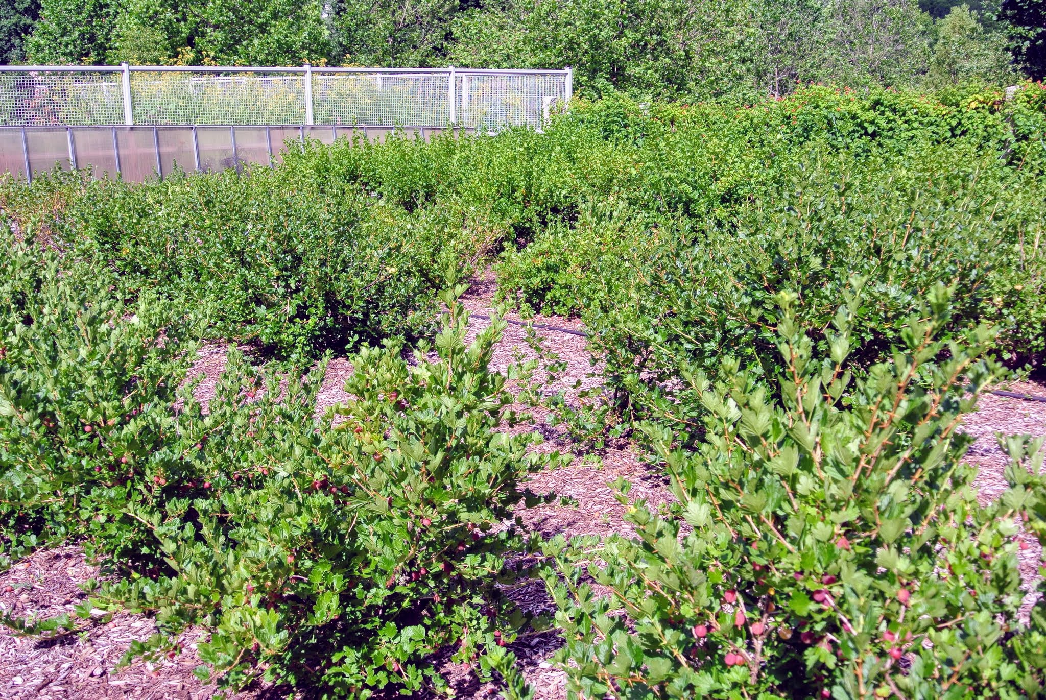 Harvesting Gooseberries at My Farm The Martha Stewart Blog