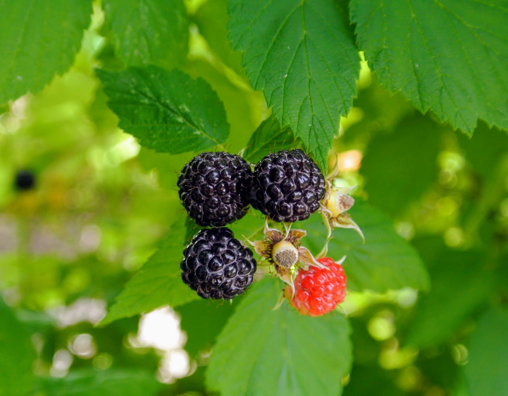 The Martha Stewart Blog Blog Archive Picking Raspberries at My Farm