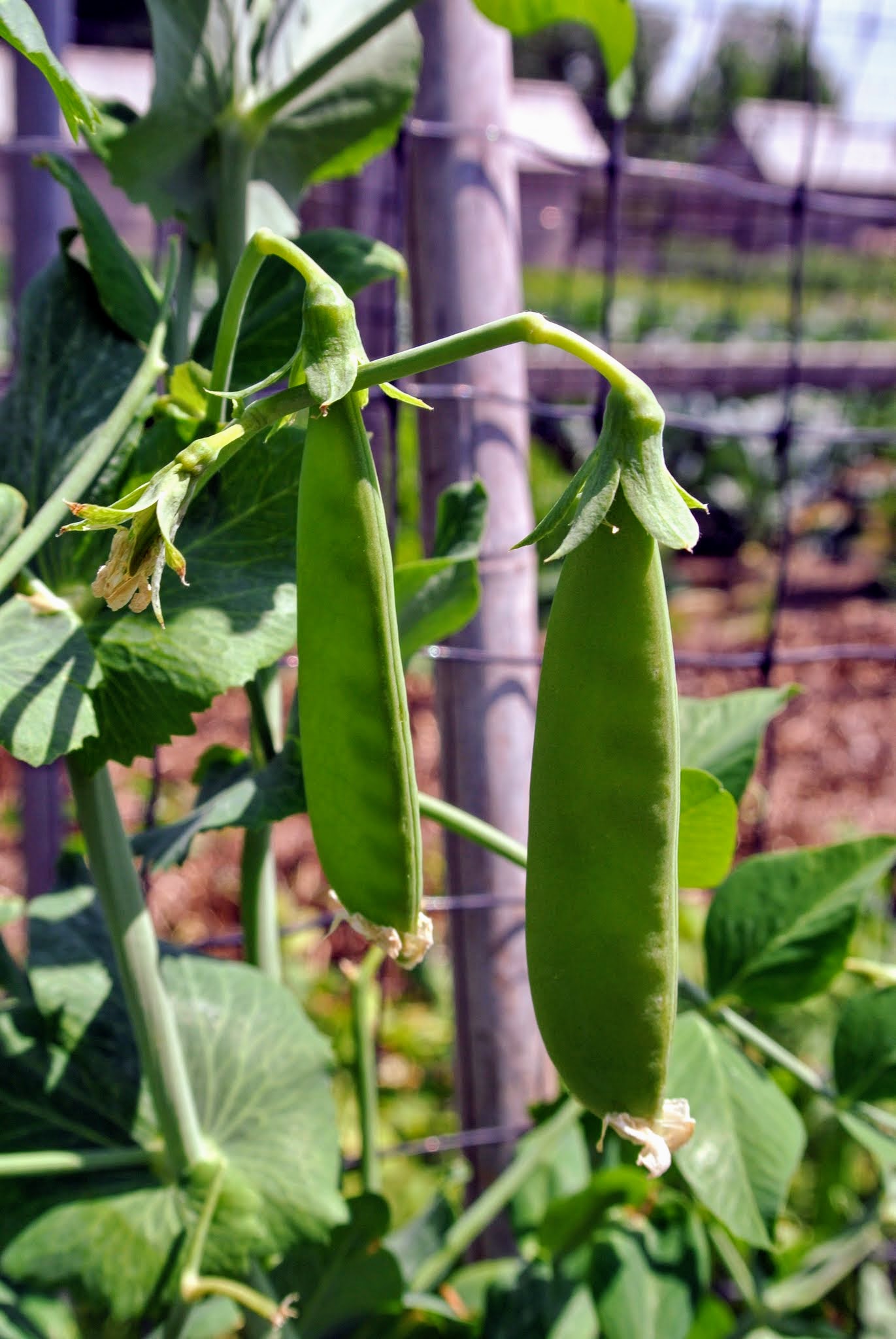 Harvesting the Season's Peas The Martha Stewart Blog