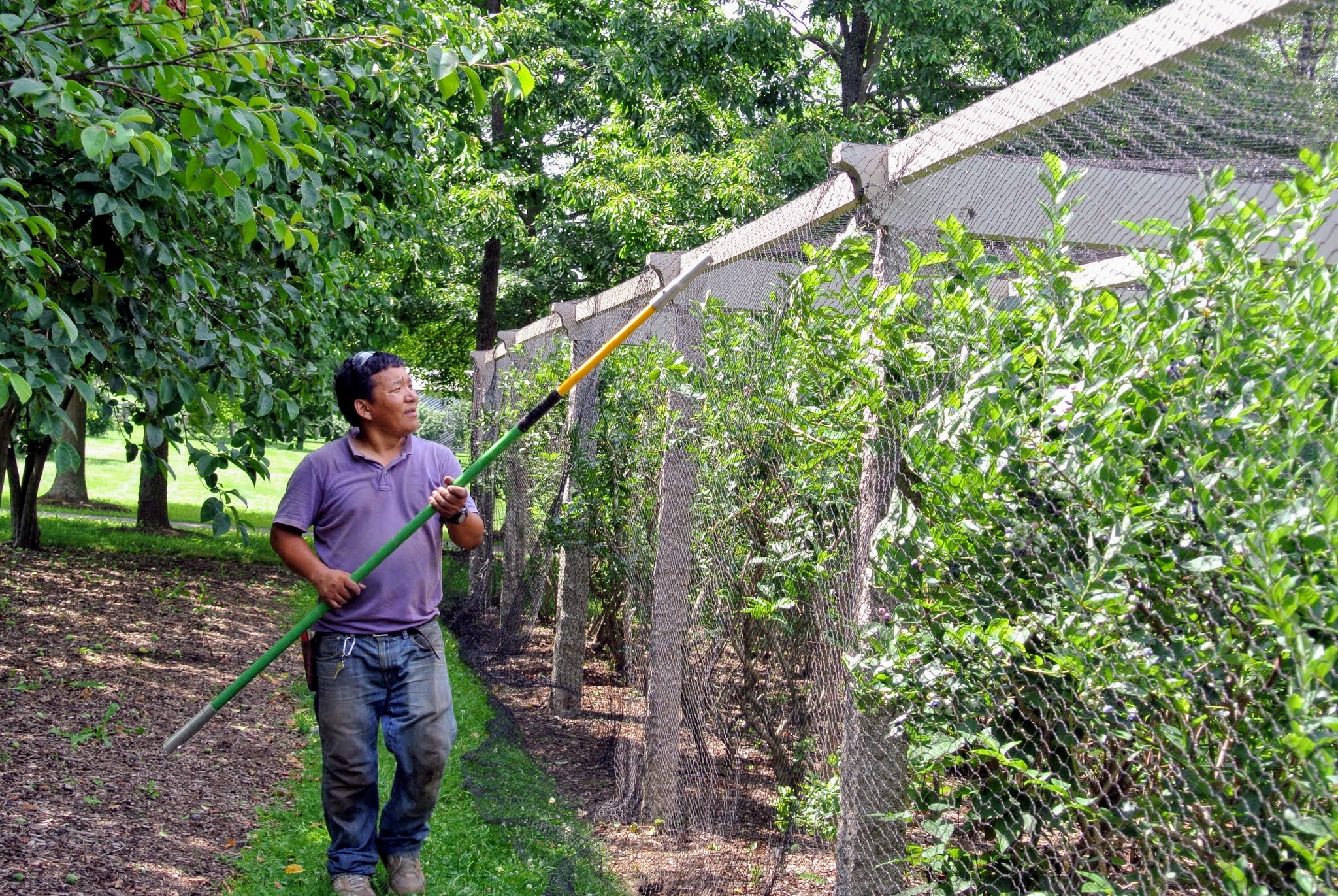 Picking Blueberries at My Farm The Martha Stewart Blog