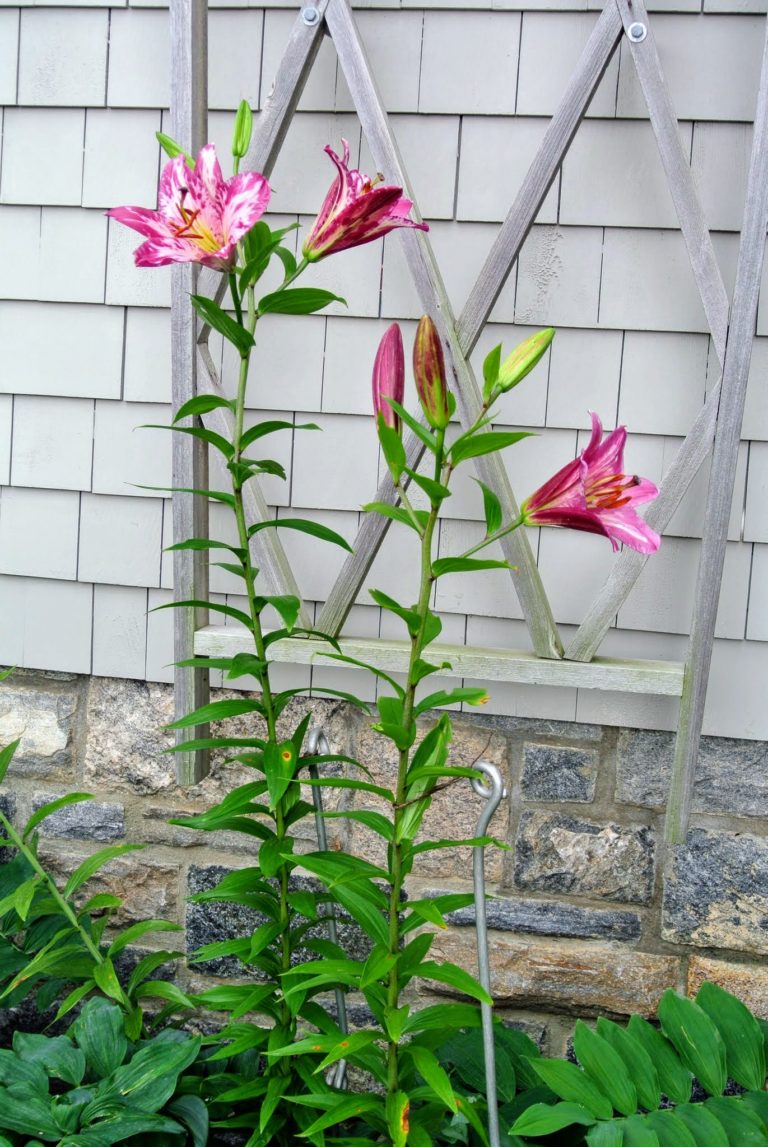 Staking the Lilies The Martha Stewart Blog