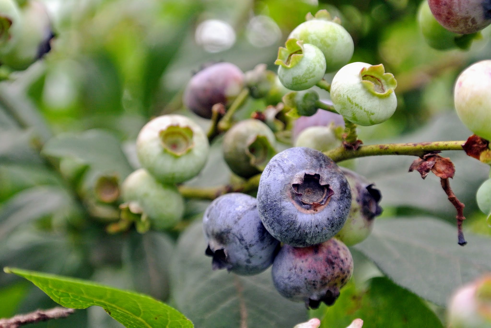 Picking Blueberries at My Farm The Martha Stewart Blog