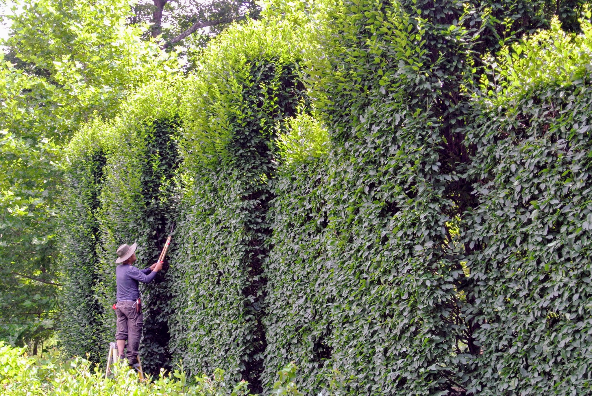 Trimming the Hornbeam Hedges The Martha Stewart Blog