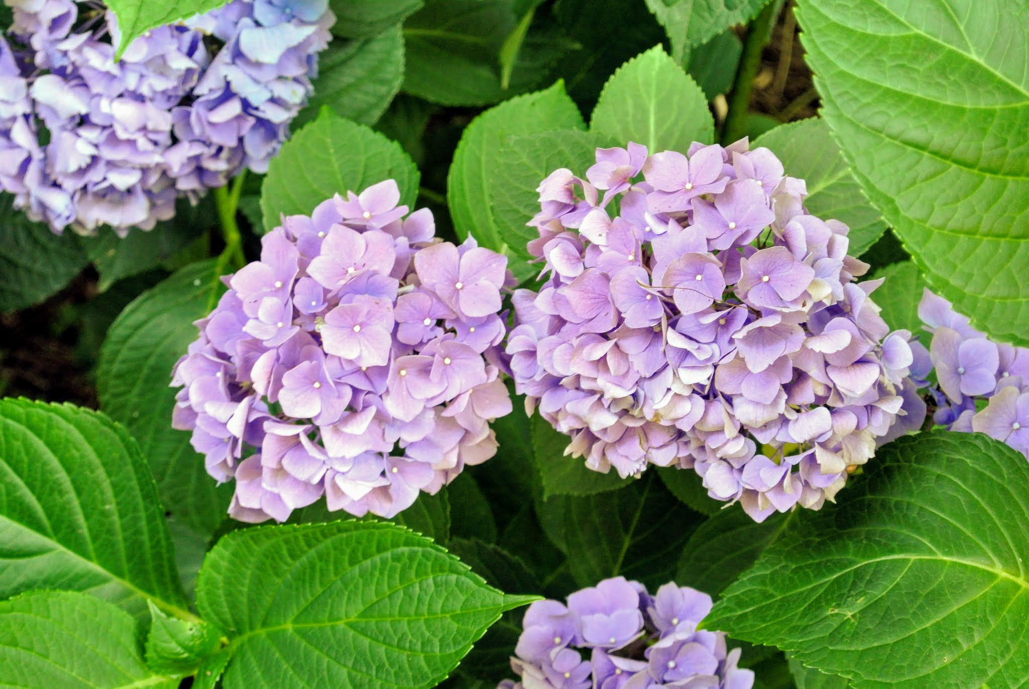 My Blooming Hydrangeas The Martha Stewart Blog
