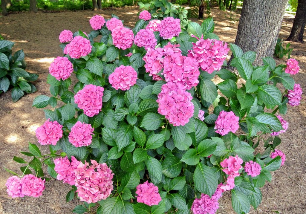 My Blooming Hydrangeas The Martha Stewart Blog