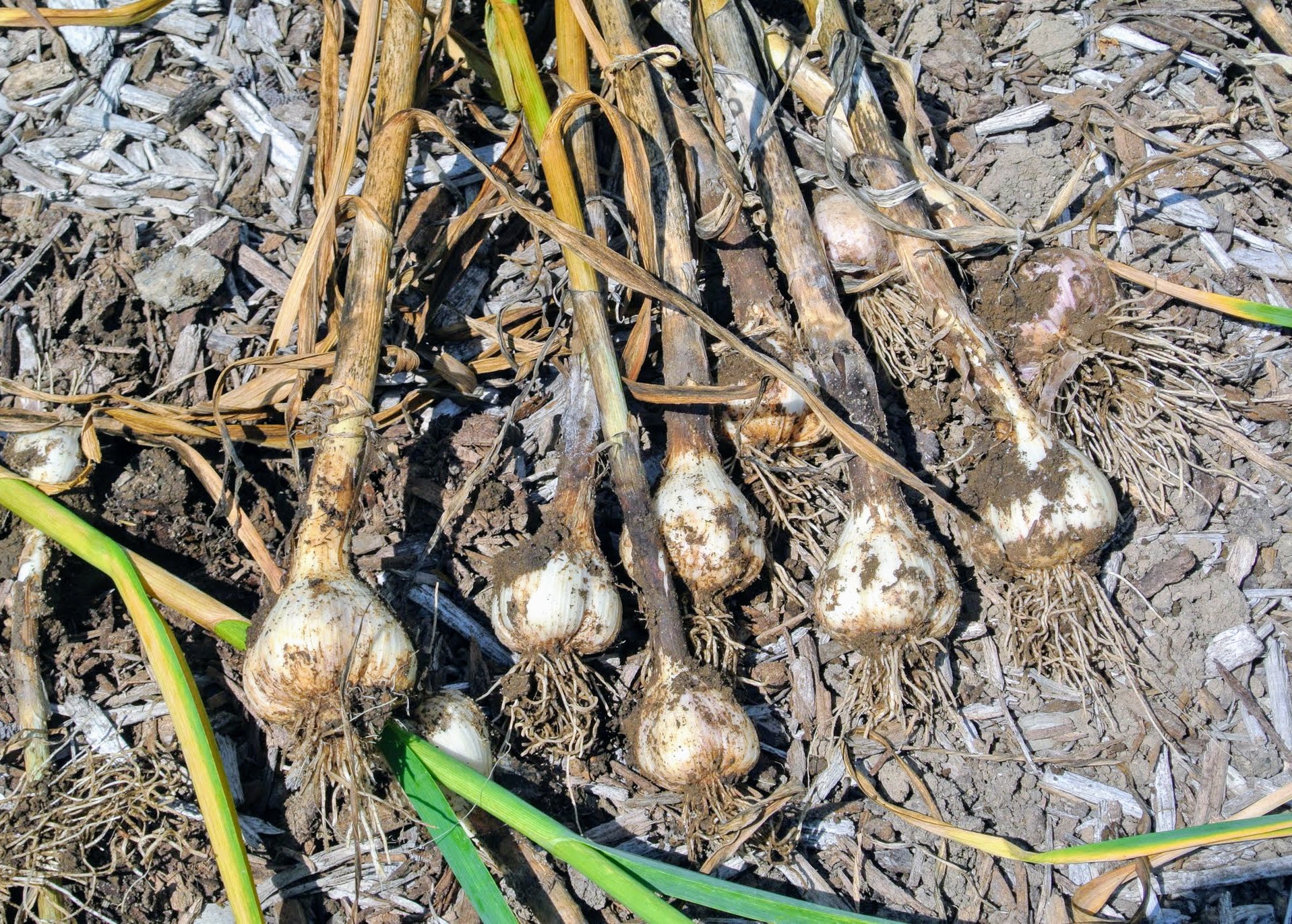 Harvesting Garlic at the Farm The Martha Stewart Blog